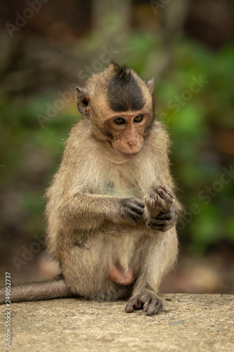 Baby long-tailed macaque grooming foot on wall