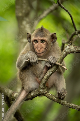 Baby long-tailed macaque in tree with twig © Nick Dale