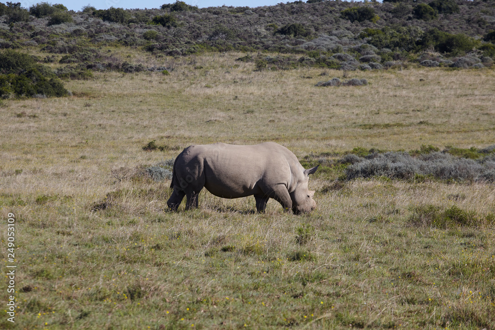 de-horned Rhino in bush