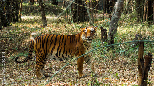 tiger in the forest 