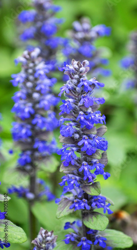 In the wild bloom Ajuga reptans