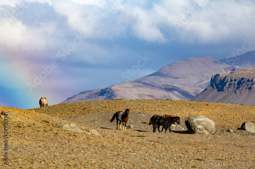 Iceland s thoroughbred horses graze on the background of the rainbow