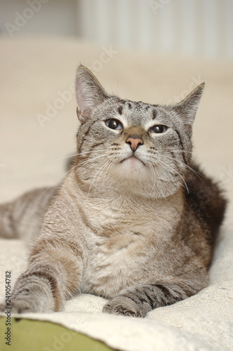 blue eyed thai tabby cat