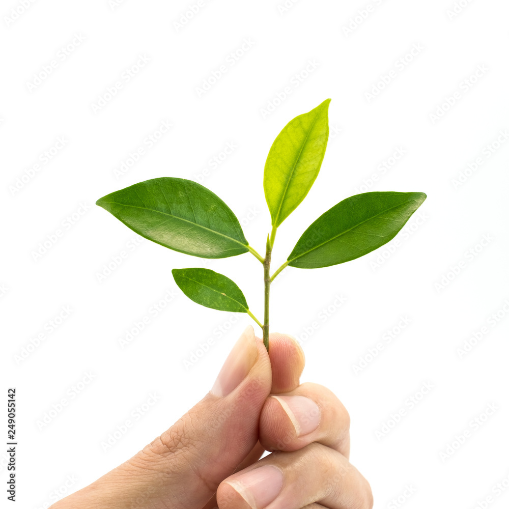 green leafs on hand isolated on white background. green leafs on hand isolated on white background.