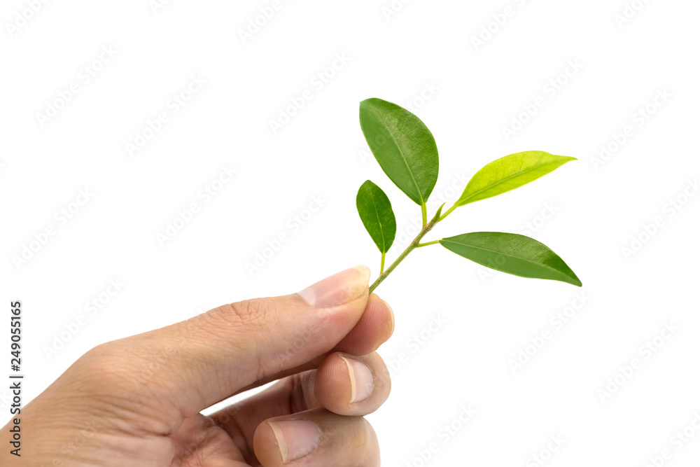 green leaves on hand on white background green leaves on hand on white background