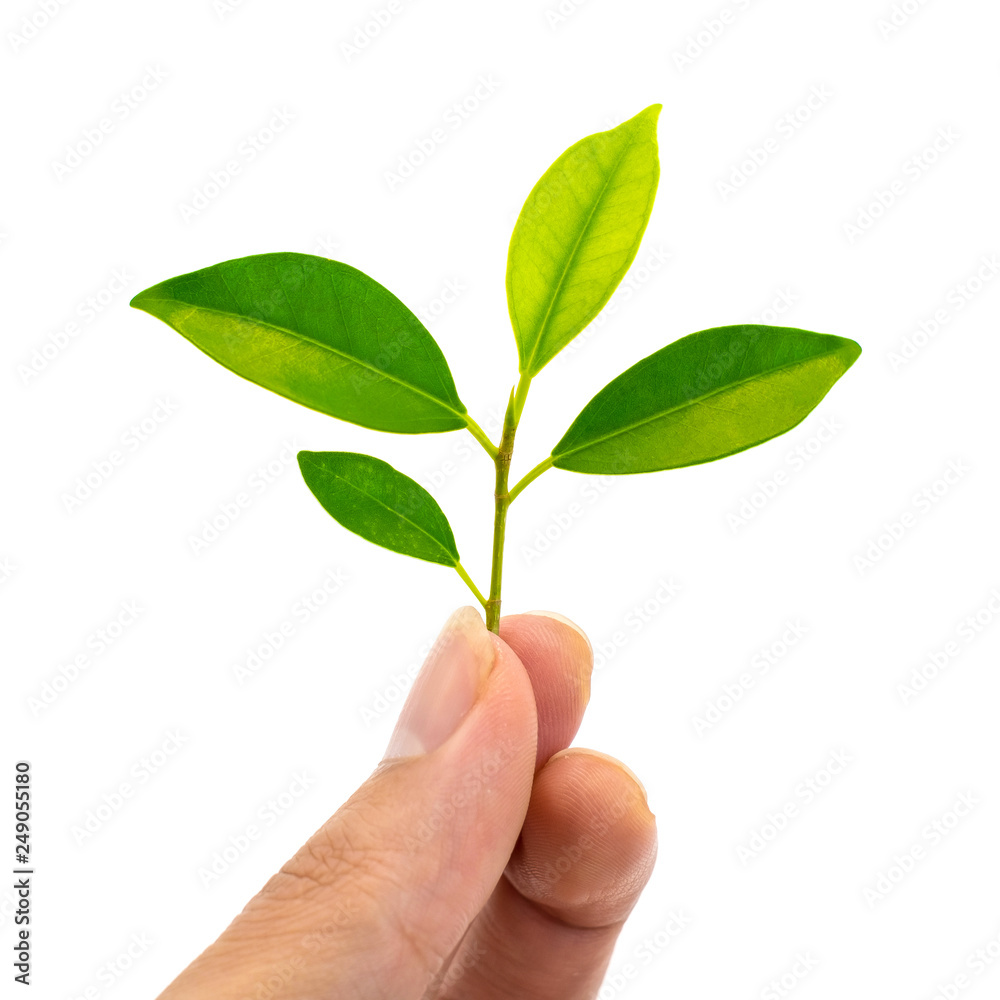 green leafs on hand on white background,plant. green leafs on hand on white background,plant.