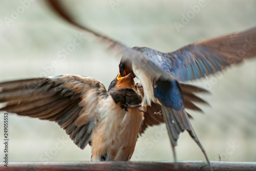 Swallow feeding its young. The barn swallow (Hirundo rustica) is the most widespread species of swallow in the world, Poland.