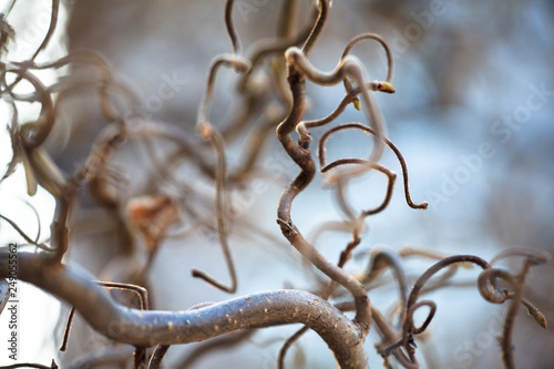 Tree branches Corylus avellana, Contorta, in the spring. Twisted branches. Shallow Depth of Field photo