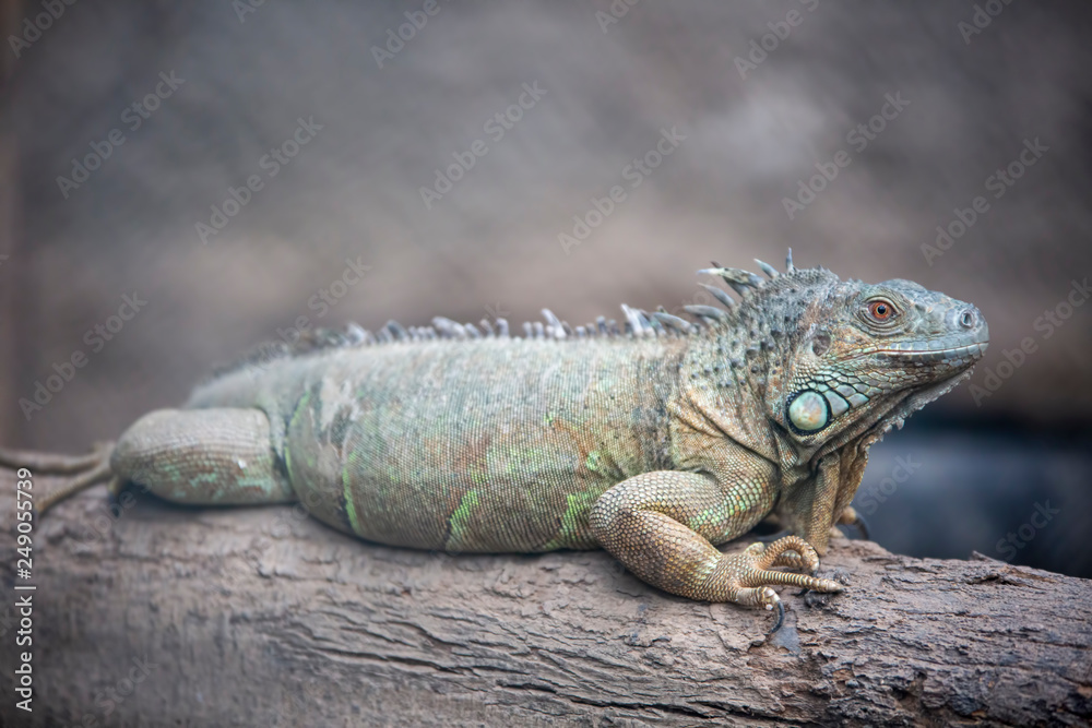 Fototapeta premium Izmır Natural life park (dogal yasam park) iguana Animal (Izmir / Turkey)