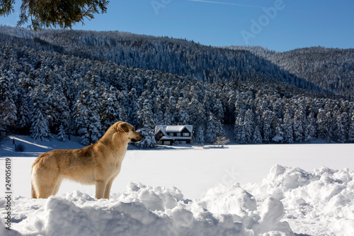 Golcuk / Bolu / Turkey, winter snow landscape and dog photo