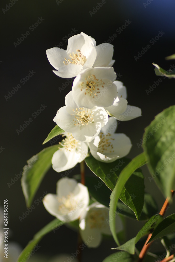 Fototapeta premium jasmine flowers