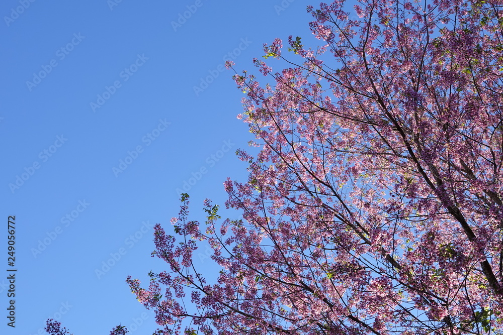 pink cherry flower blossom pink cherry flower blossom