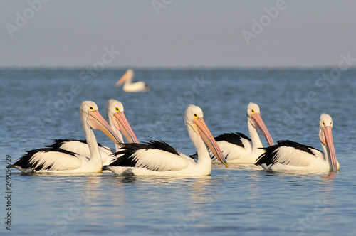 The Australian pelicans (Pelecanus conspicillatus) is a large waterbird of the family Pelecanidae, Coorong National Park Australia. photo