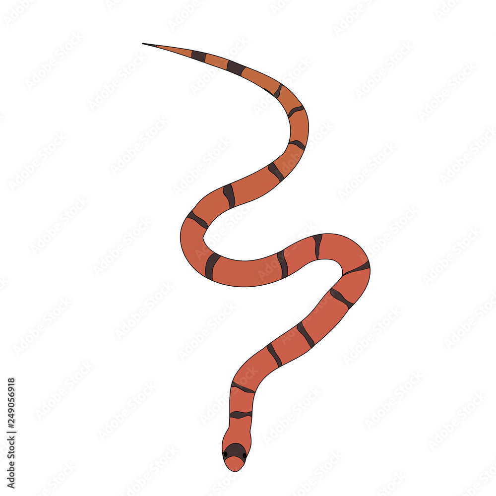 Fototapeta premium snake striped, isolated, vector