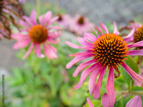 Echinacea flowers  Coneflower Echinacea Plants Growing in Herbal Garden.