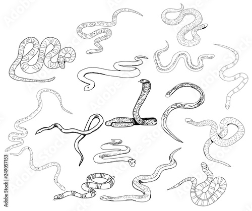 snake crawling, sketch, isolated set, vector