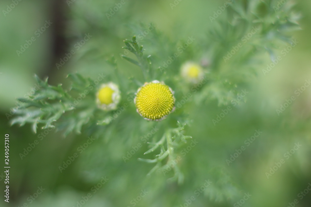 chamomile without petals