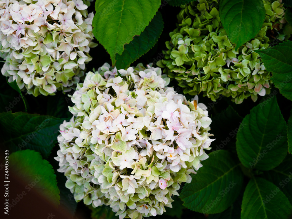 Hydrangea Flowers, Colorful white, green hydrangeas flowers in garden outside. Hydrangea Flowers, Colorful white, green hydrangeas flowers in garden outside.