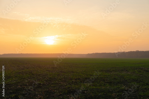 sunset on the field