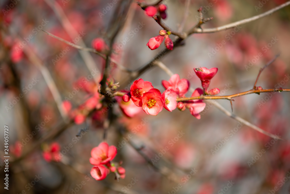 Spring flowers series, red flowers on the branches flowering chaenomeles speciosa (chinese quince flowers ) Spring flowers series, red flowers on the branches flowering chaenomeles speciosa (chinese quince flowers )