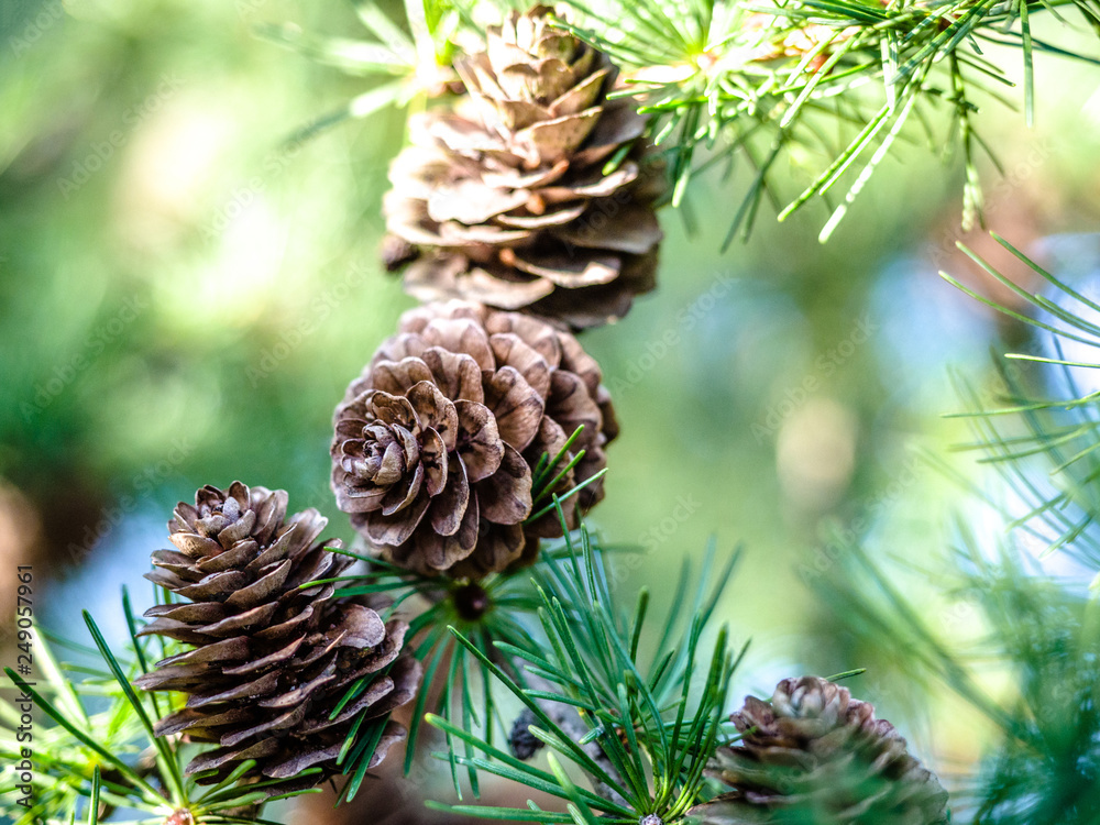 Spruce branches with pine cones in a forest tree, park, outdoor for background. Spruce branches with pine cones in a forest tree, park, outdoor for background.