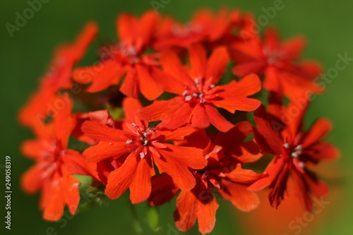 red flowers © iN-PhotoGraphique