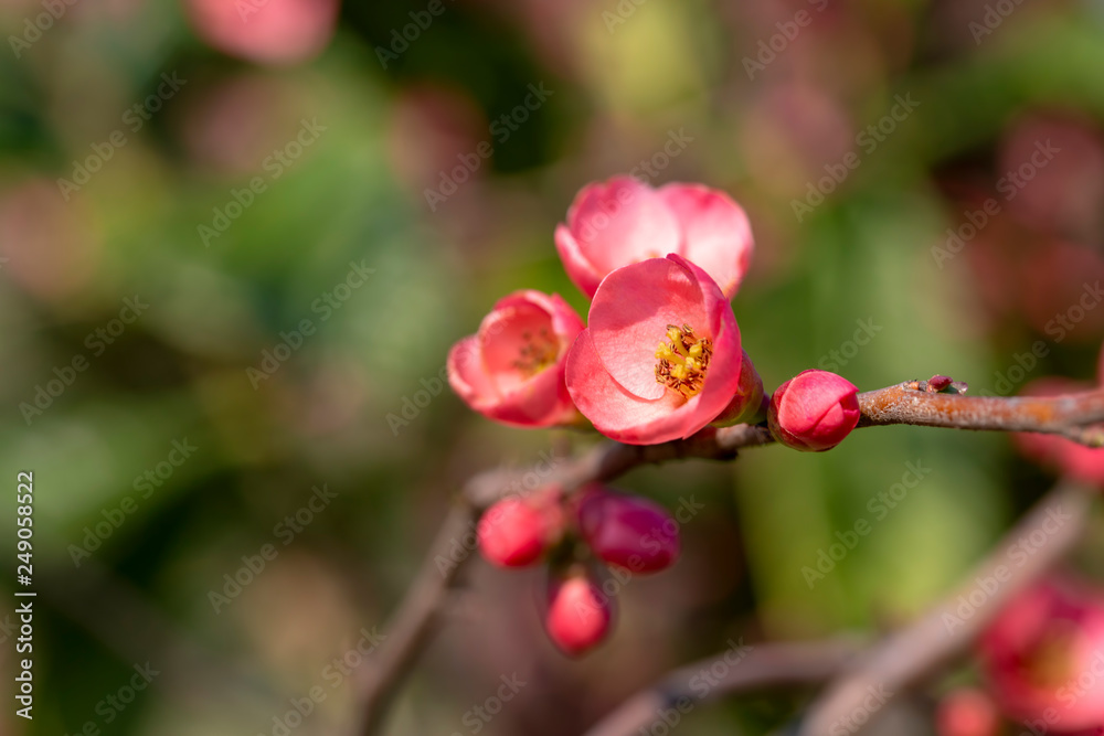 Spring flowers series, red flowers on the branches flowering chaenomeles speciosa (chinese quince flowers ) Spring flowers series, red flowers on the branches flowering chaenomeles speciosa (chinese quince flowers )
