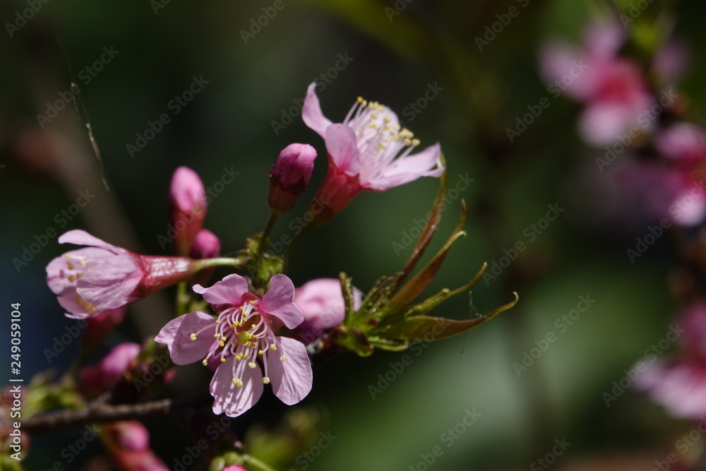pink cherry flower blossom pink cherry flower blossom