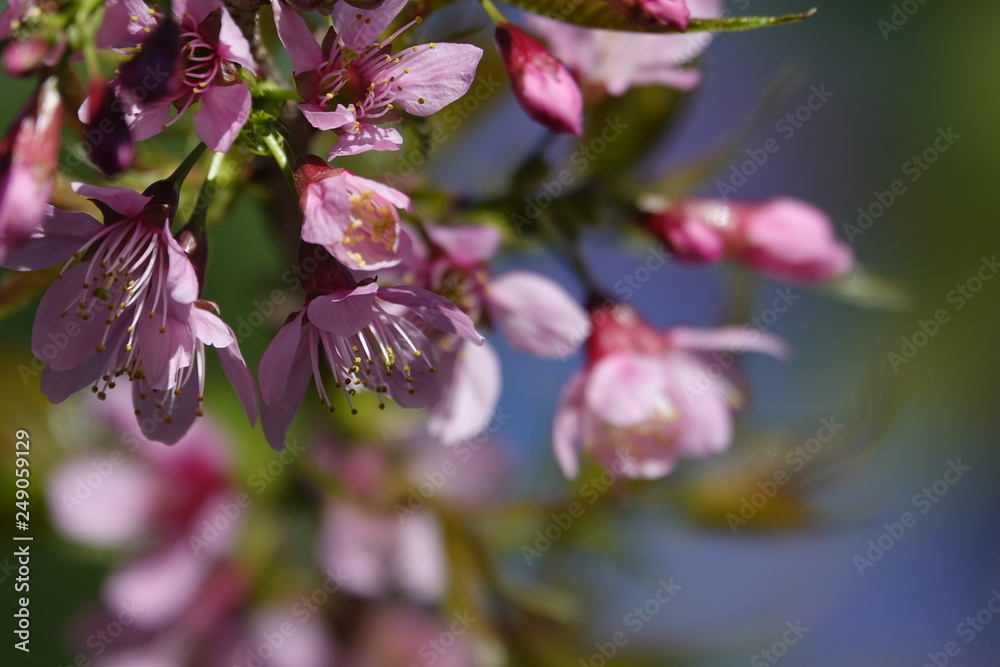 pink cherry flower blossom