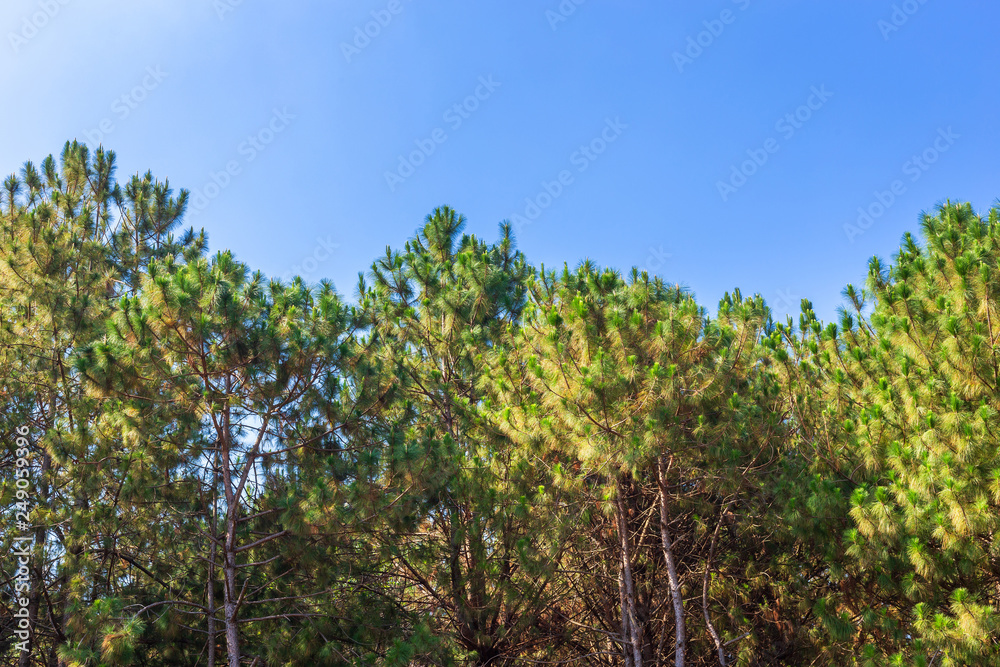 Beautiful larch forest summer with different trees,pine forest green on the mountain on nature trail with blue sky with white cloud.