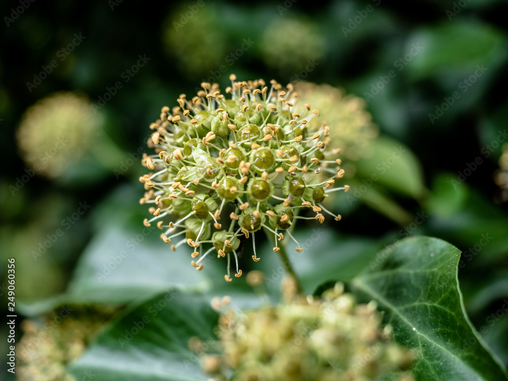 Common ivy (Hedera helix) in blossom, self climber with evergreen foliage and blooms, climbing or ground-creeping woody plants, Europe, Africa, across central-southern Asia east to Japan and Taiwan. Common ivy (Hedera helix) in blossom, self climber with evergreen foliage and blooms, climbing or ground-creeping woody plants, Europe, Africa, across central-southern Asia east to Japan and Taiwan.