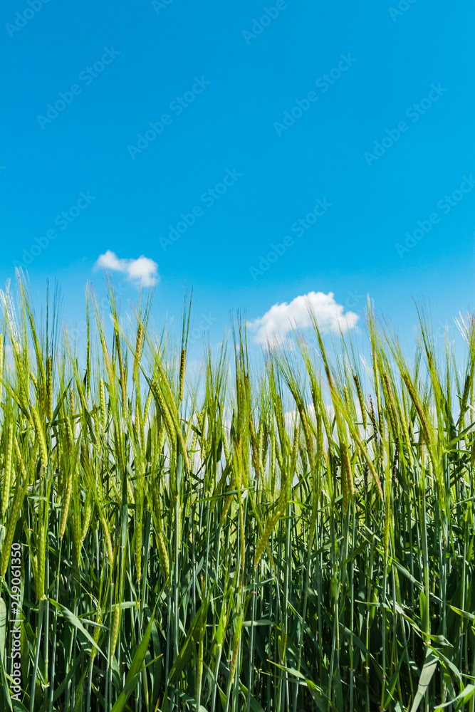 Fototapeta premium Campo de cebada recortado sobre cielo azul