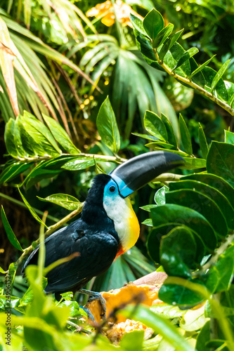 Beautiful toucan bird seating on the branch surrounded by lush green tropical plants