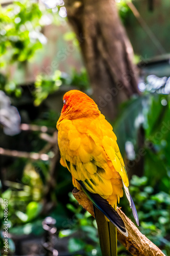 colorfull parrot sitting on a tree branch in indoor tropical garden
