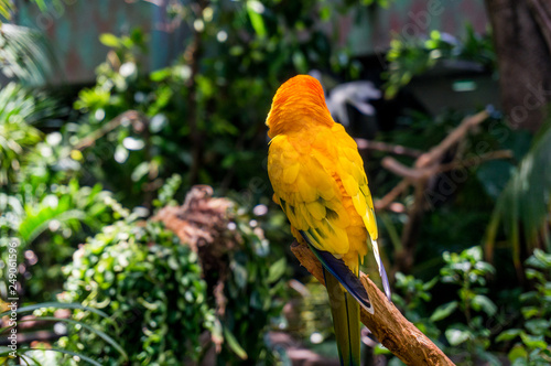 colorfull parrot sitting on a tree branch in indoor tropical garden