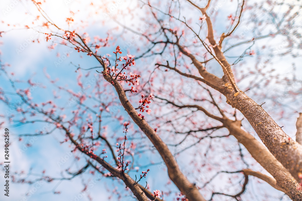Close-up on the cherry blossoms, bright artistic nature scene, soft tones and blurred background