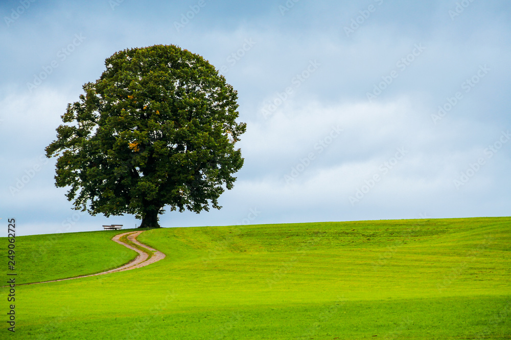 Old oak tree in alpine meadow Old oak tree in alpine meadow