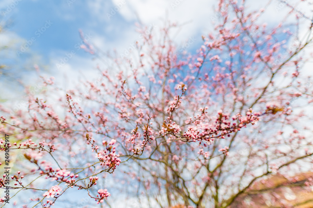 Cherry Blossom trees, Nature and Spring time background. Pink Sakura flowers Cherry Blossom trees, Nature and Spring time background. Pink Sakura flowers