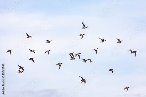 Flying ducks