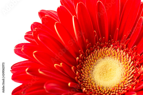 Vibrant bright red gerbera daisy flower blooming isolate on white background
