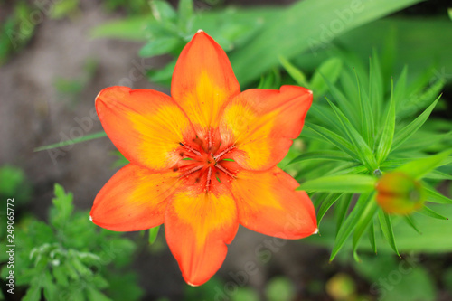 An orange hexagon-shaped lily has bloomed in the garden. View from above.