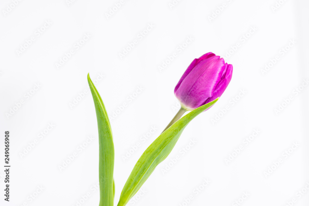 Tulip flower isolated Tulip flower isolated