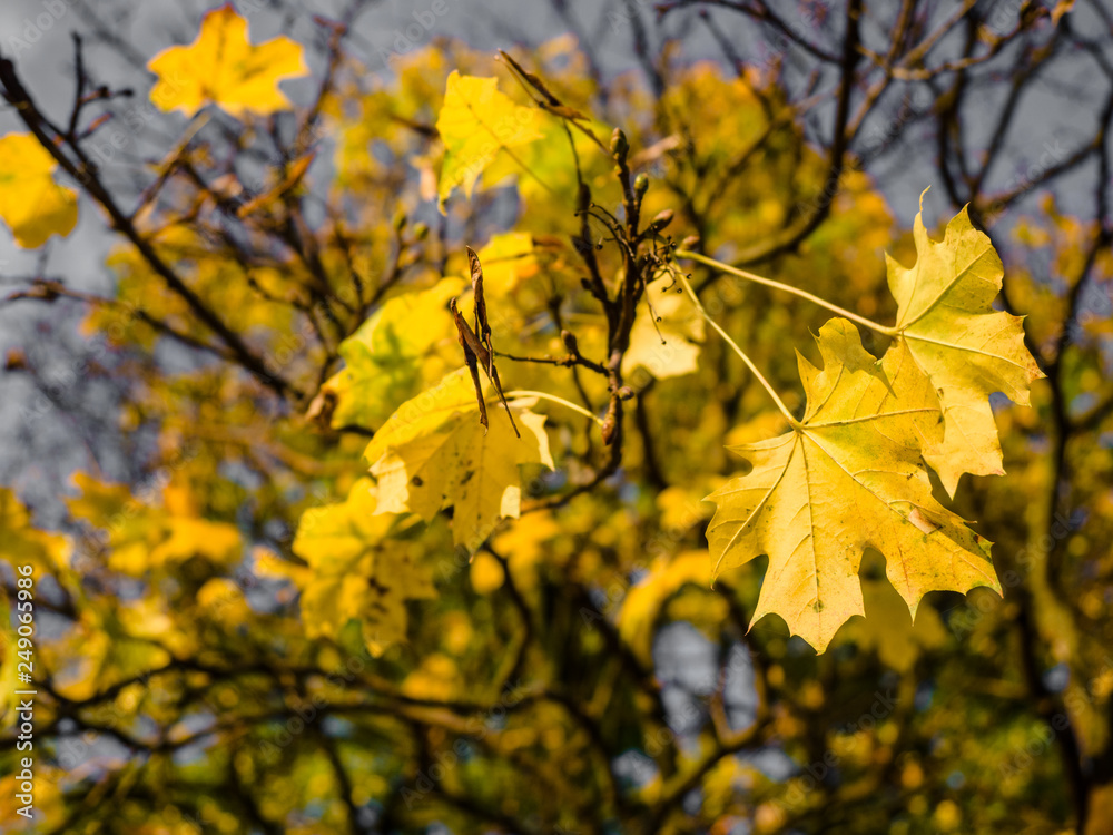 Obraz premium Collection of Beautiful Colorful Autumn Leaves / green, yellow, orange, red at outdoor park, a park of luminous autumnal colors, Golden scene with falling leaves, the sun shining through the trees.