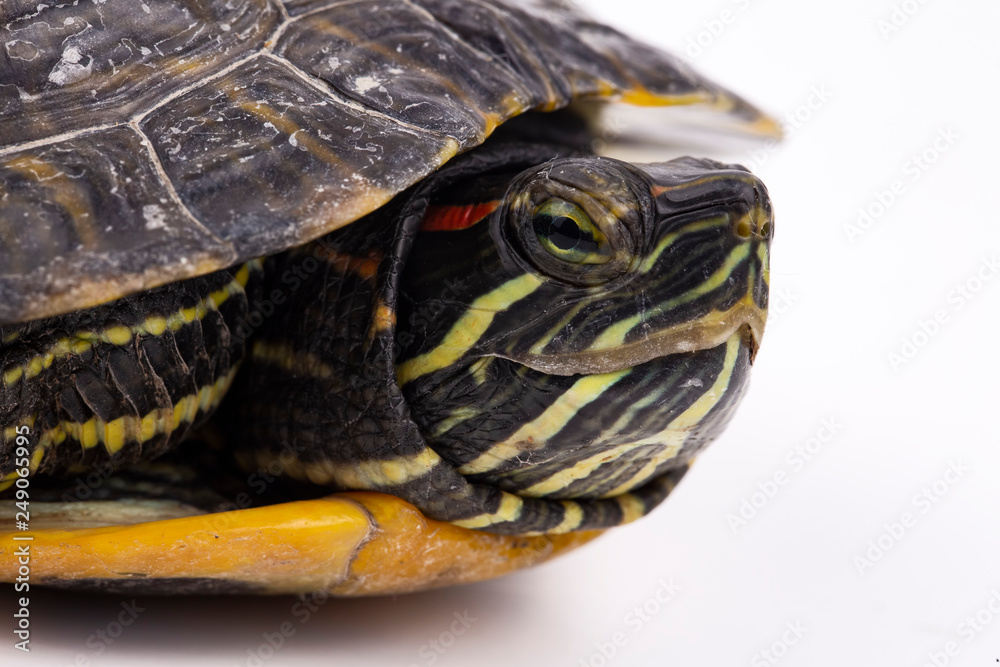 Water turtle isolated, on the white background Water turtle isolated, on the white background