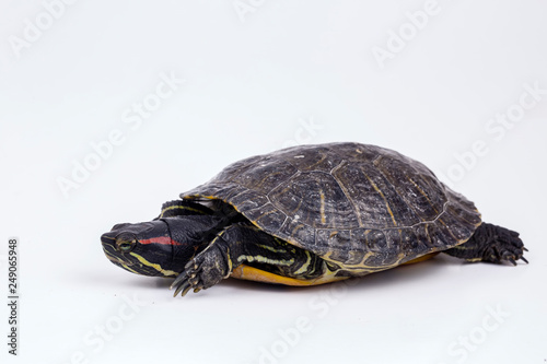 Water turtle isolated, on the white background