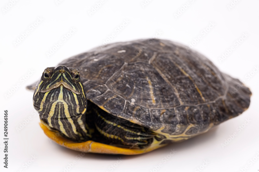 Water turtle isolated, on the white background Water turtle isolated, on the white background
