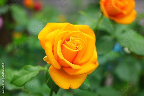 A small bright yellow rose blooms in the garden.