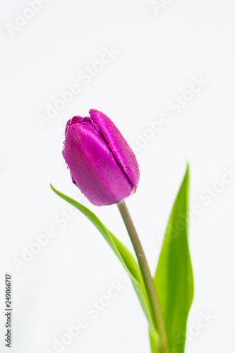 Tulip flower isolated