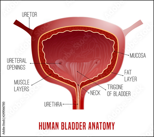 Bladder Anatomy Image photo