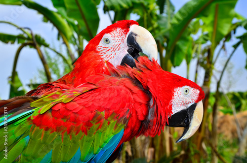 Two red macaw parrots on one branch